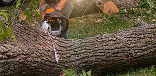 Best Fruit Tree Pruning  in Newtown Grant, PA