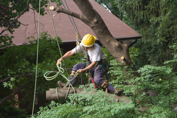 Best Tree Mulching  in Newtown Grant, PA