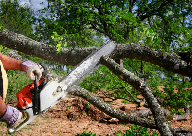 How Our Tree Care Process Works  in  Newtown Grant, PA