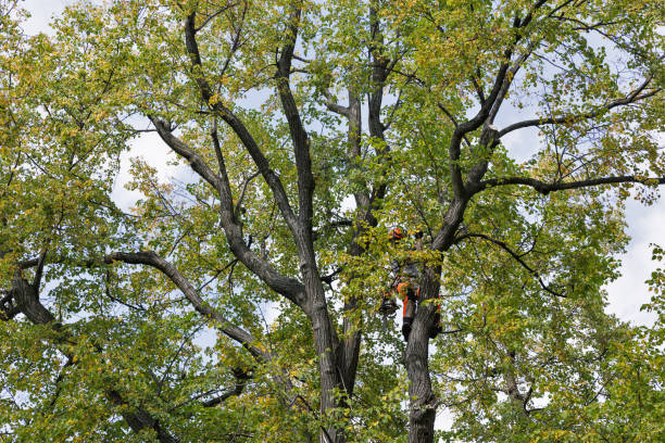 Professional Tree Services in Newtown Grant, PA